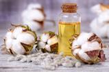 A vial of cottonseed oil with cottonseeds and cotton bolls