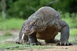 A komodo dragon