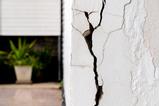 Cracked concrete wall with plant in background
