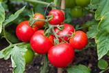 Tomatoes on a vine