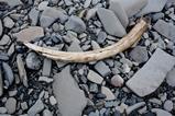 Mammoth tusk