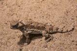 Desert horned lizard