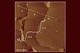 AFM image of a 2D Bi sample consisting of the monolayer, bilayer and trilayer B