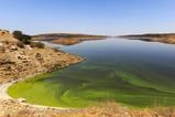 Algal bloom