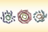The structures of three different ring-shaped proteins. Each has an outer layer of helices and an inner layer of folded sheets.