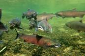 Coho salmon
