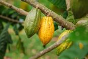 Cocoa pods