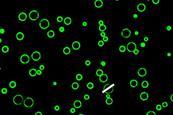 Small green circles with black centres on a black background