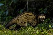 An asian palm civet in the forest at night. The civet is a cat-sized mammal with grey and spotted fur and a mask-like pointed face and rounded ears.