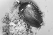 Spoon with oatmeal