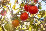 Tomatoes
