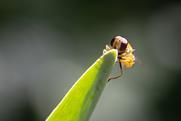 Hoverfly
