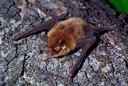 A small brown Pteronotus parnellii bat crawling along a log