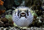 Pufferfish