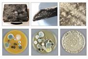 Artefacts and samples