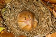 Hibernating doormouse
