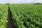 Sugar beet field