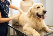 Labrador at the vet