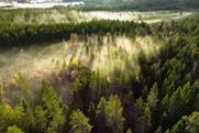 Boreal forest
