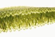 Lipid membrane modelled in yellow on a white background