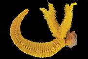 A photograph of the bright yellow Paralvinella hessleri worm