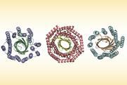 The structures of three different ring-shaped proteins. Each has an outer layer of helices and an inner layer of folded sheets.