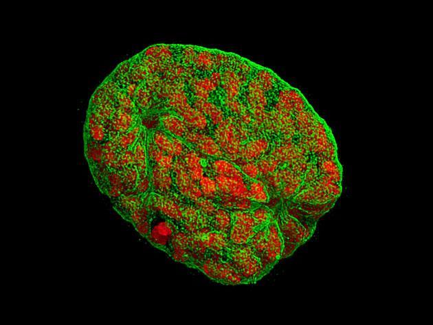 Imaging the future | Feature | Chemistry World