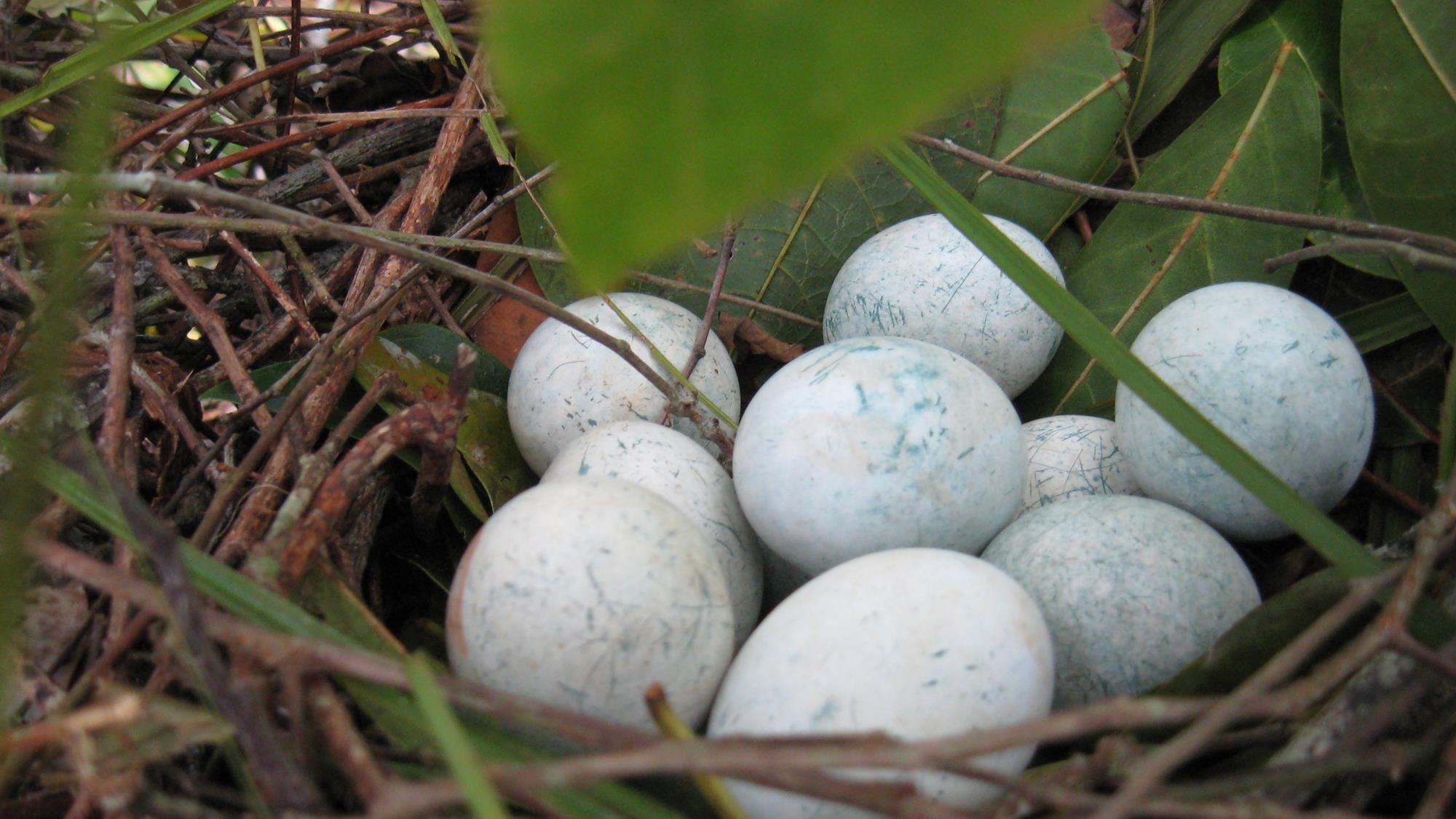 Rare mineral coating cushions cuckoo eggs during incubation Research