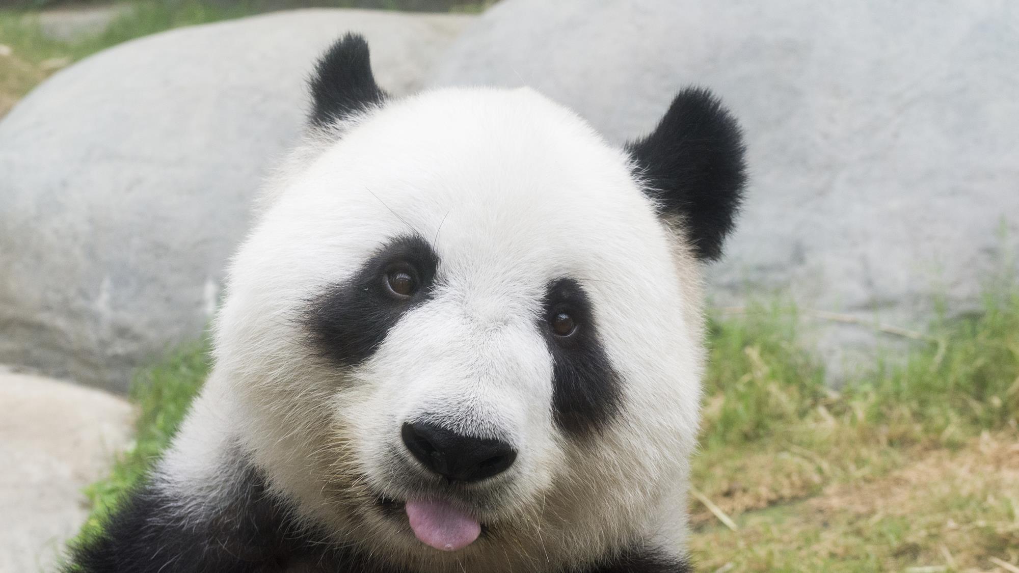 The chemical motive for giant pandas’ smelly winter habits | Research ...