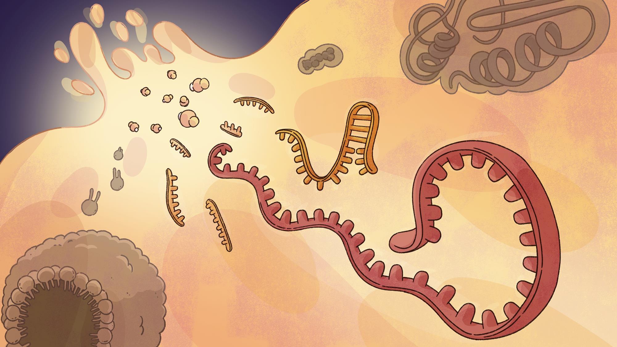 RNA world hypothesis: how ribozymes reveal the chemical origins of life ...