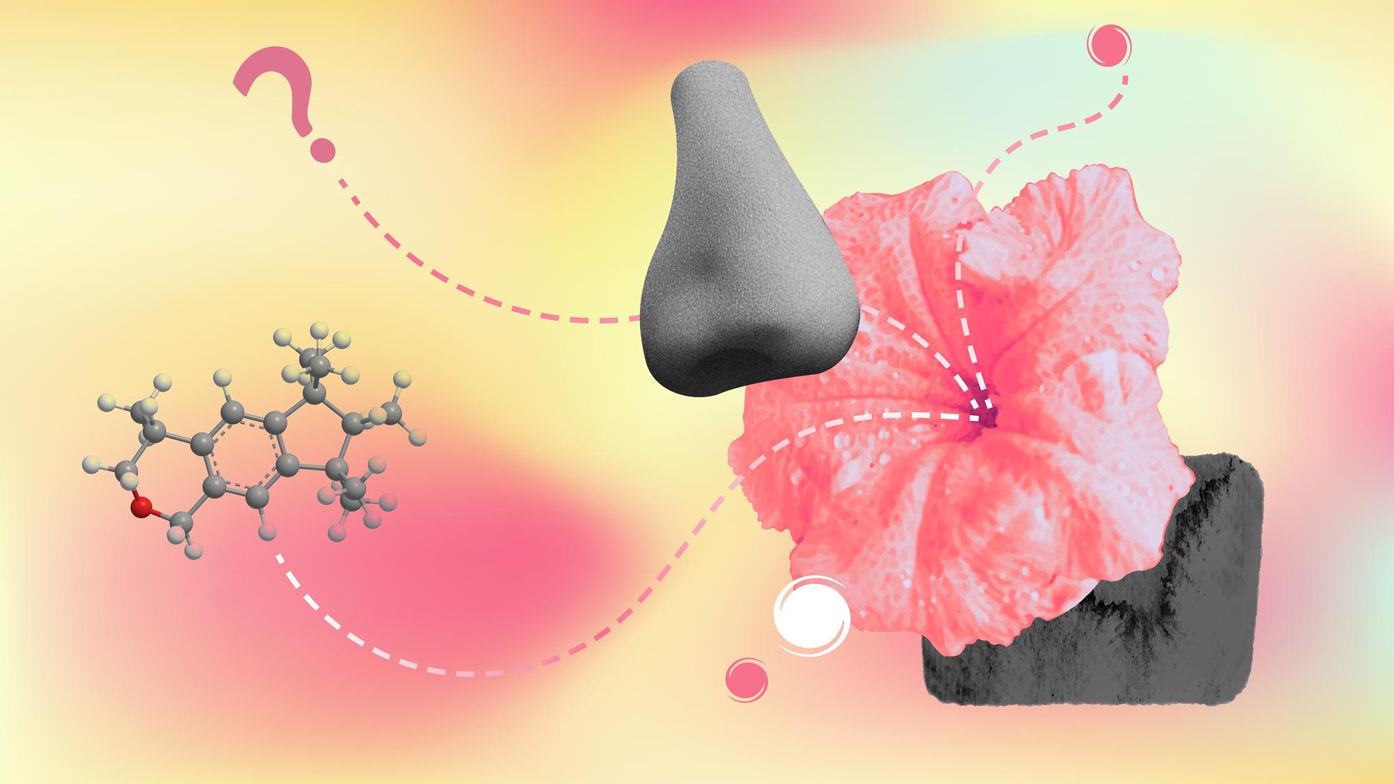 How do we smell? The molecular mystery behind our sense of scent ...