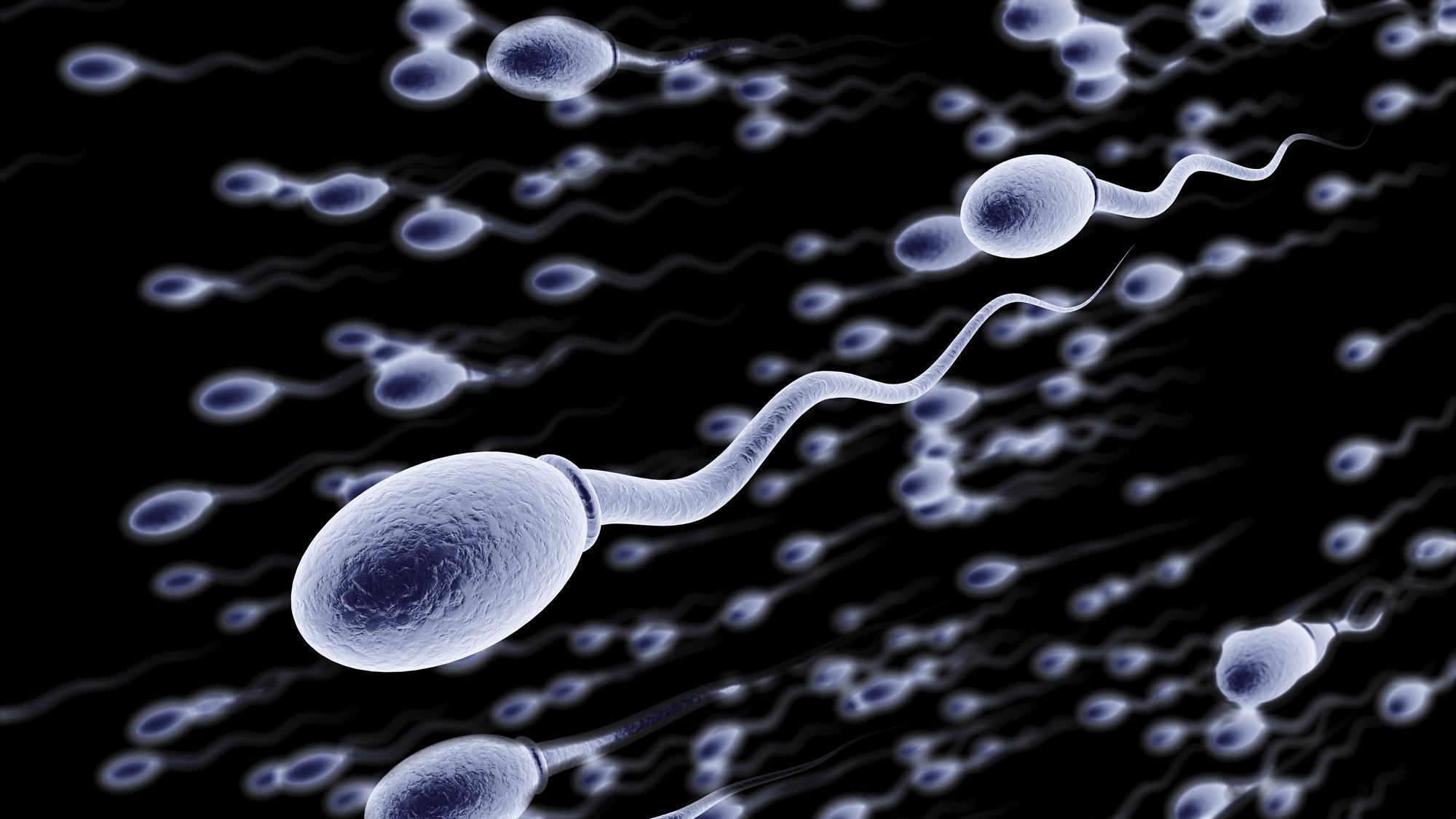 Zinc spark shows sperm the chequered flag Research Chemistry World