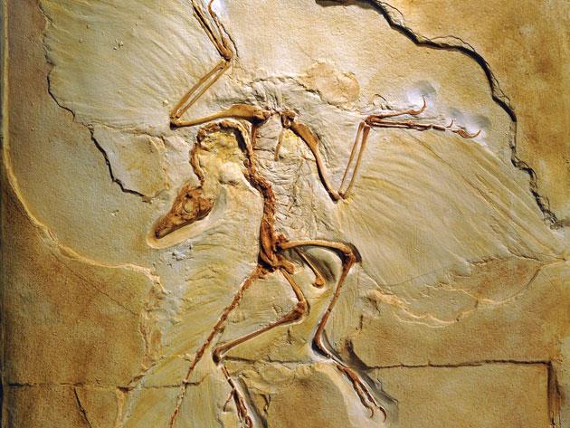 anchiornis fossil
