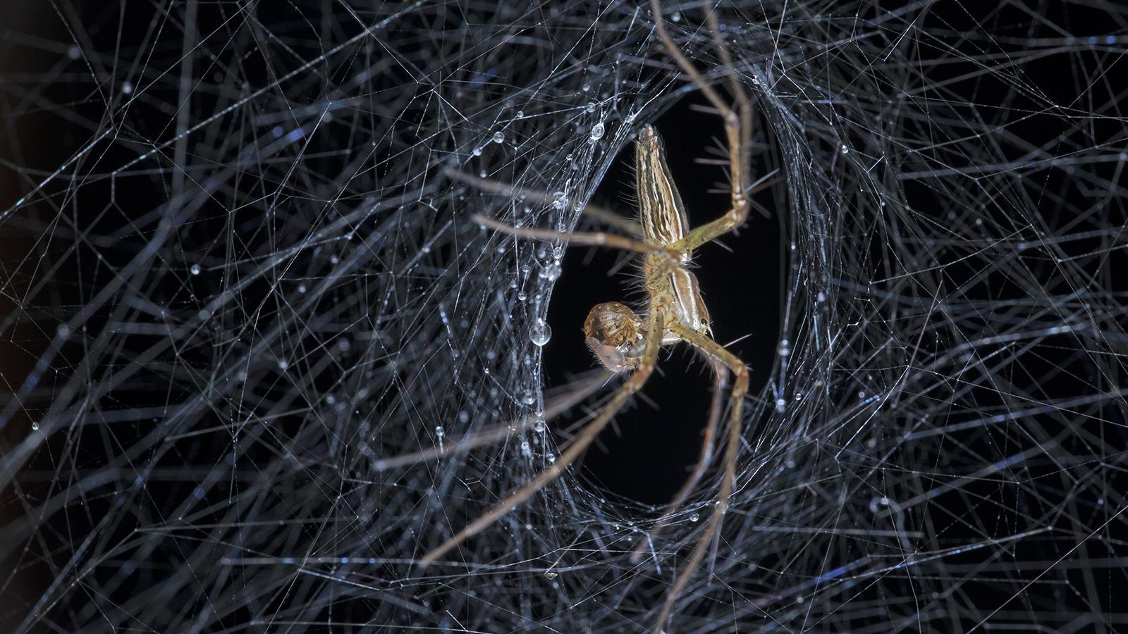 Spinning Out Spider Silk Research Feature Chemistry World
