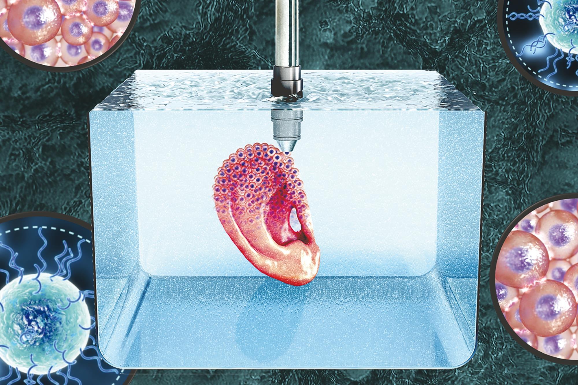 Microgel Supports 3d Printing Technique That Builds Organs Out Of Stem Cells Research Chemistry World