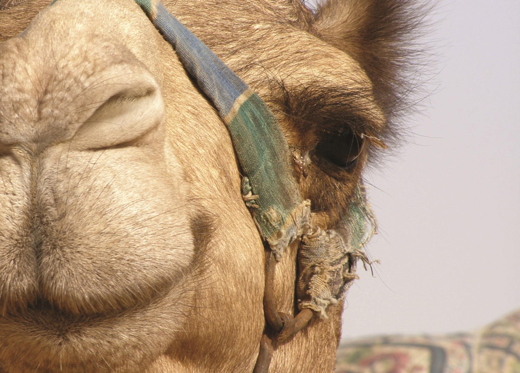 Camel hair shows shape memory | Research | Chemistry World