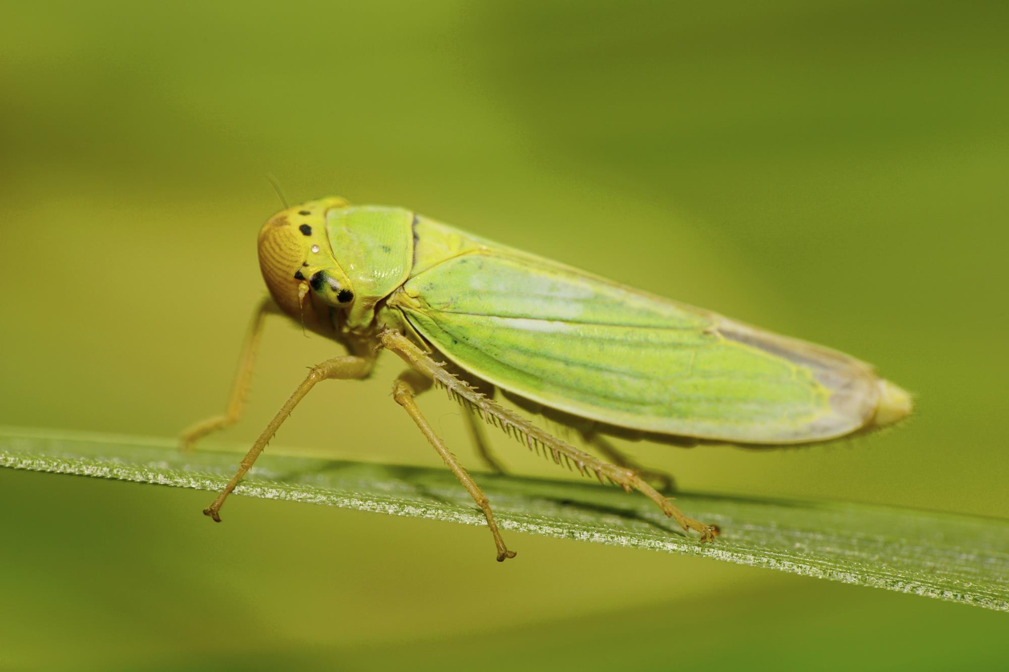 Insects Images