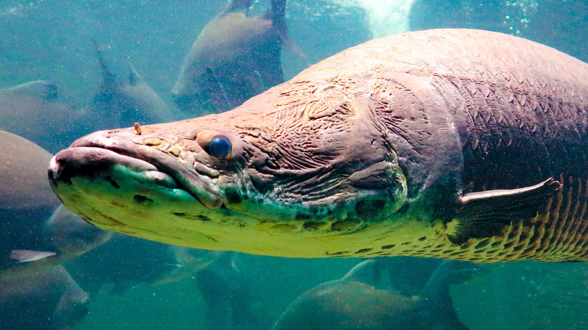 Secret of supertough scales of giant Amazonian fish uncovered