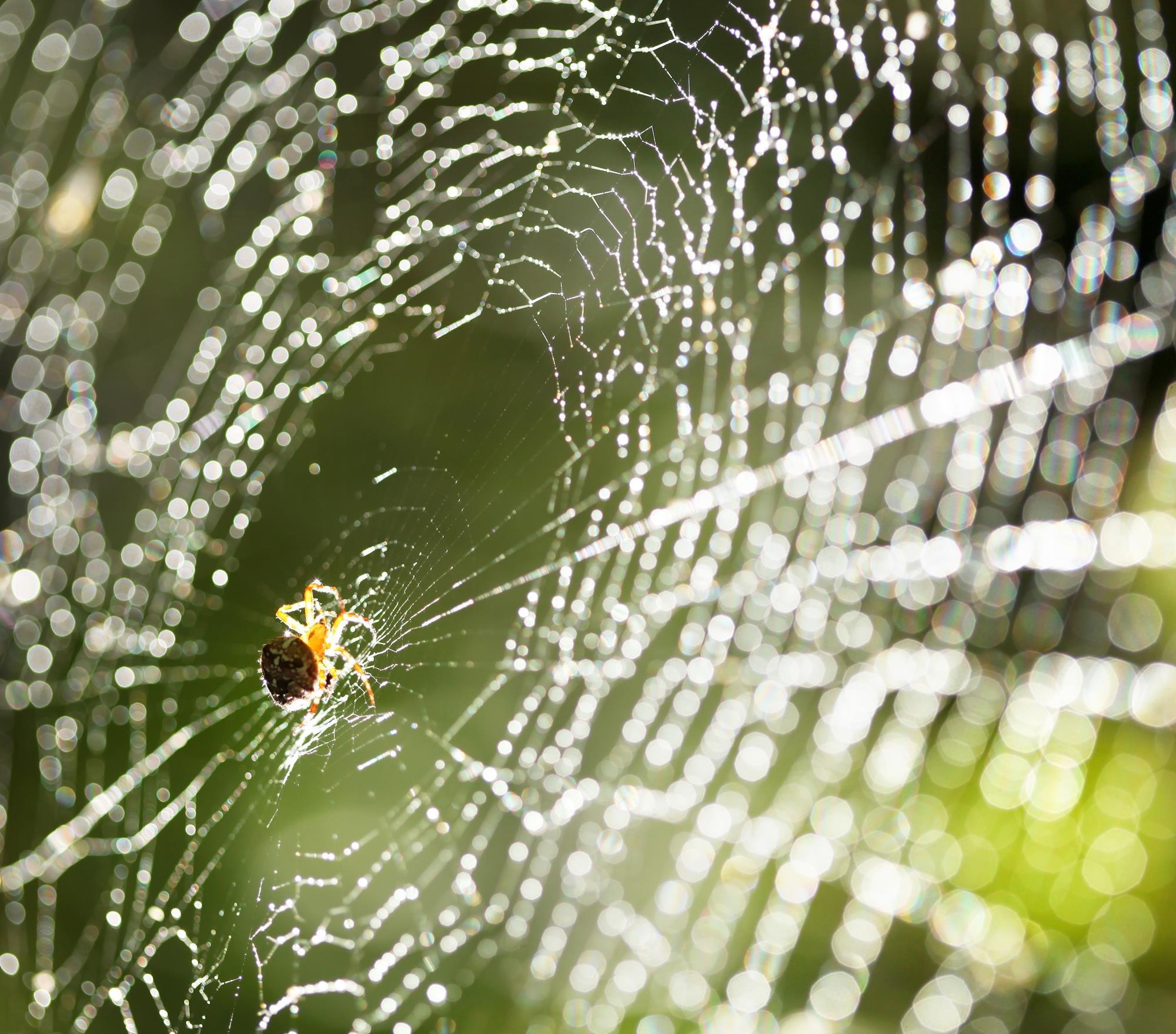 bulk fake spider web