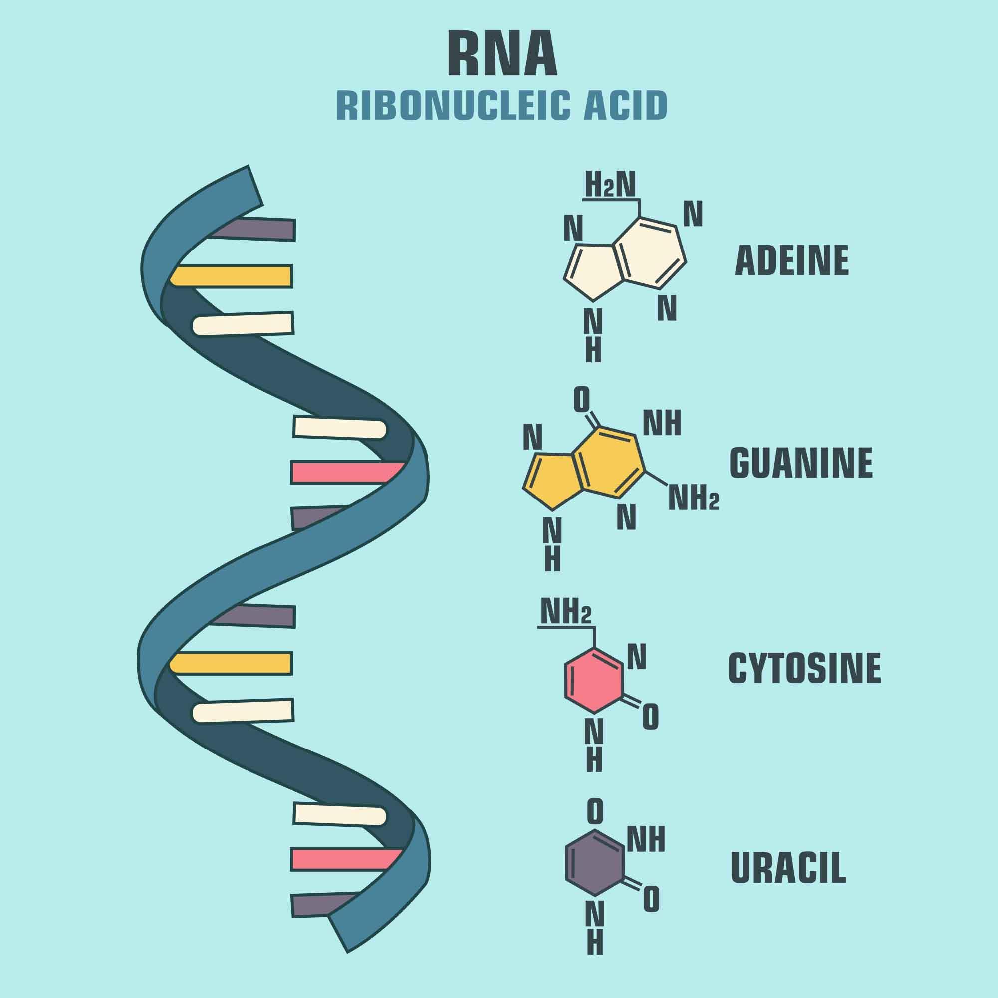 What Is Rna Made Of