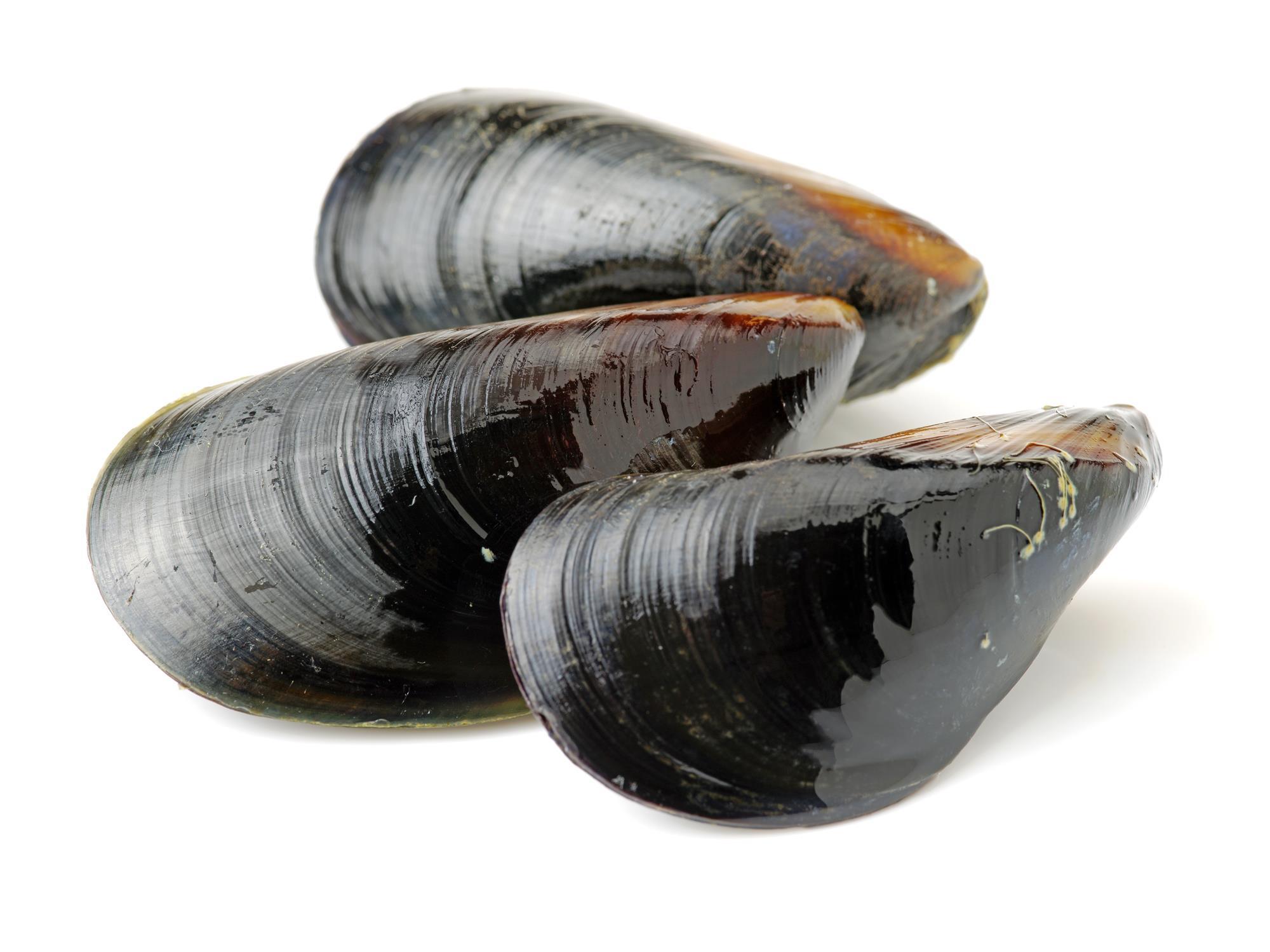 Mussel adhesive proteins Podcast Chemistry World