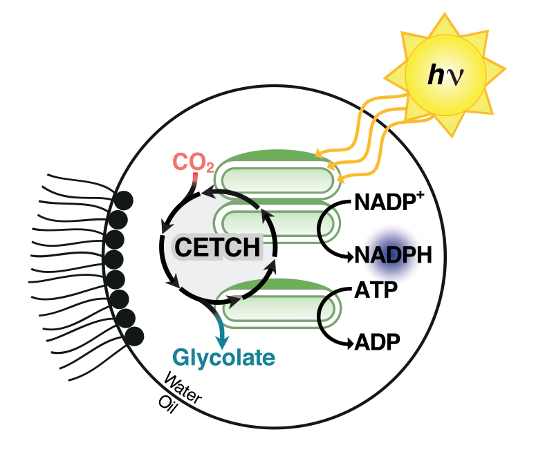 Artificial chloroplasts turn CO2 into multicarbon molecules, powered