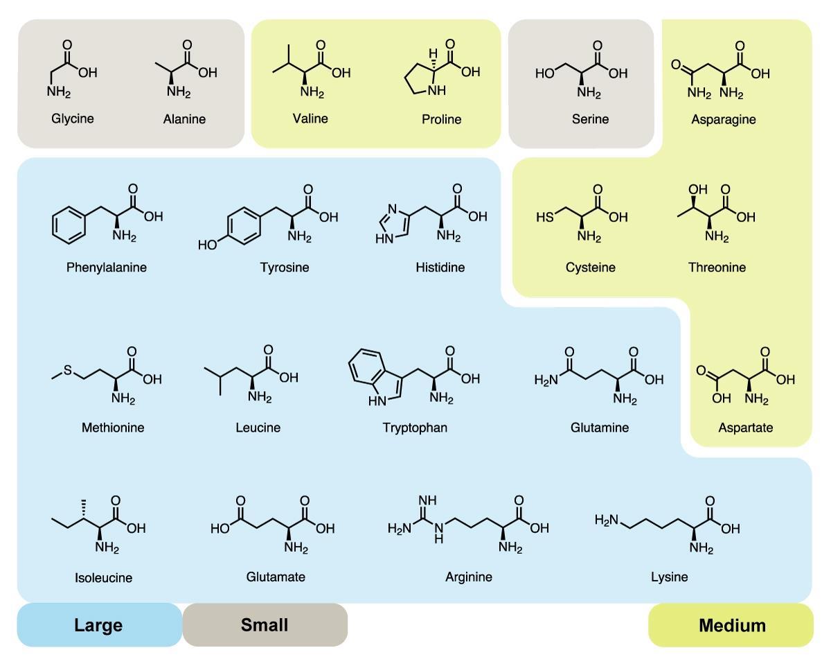 why-are-there-20-amino-acids-feature-chemistry-world