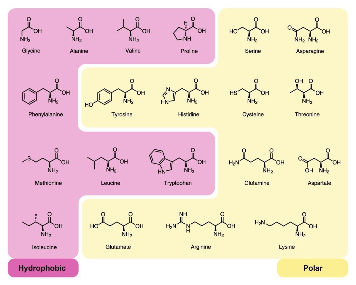 Why are there 20 amino acids? | Feature | Chemistry World