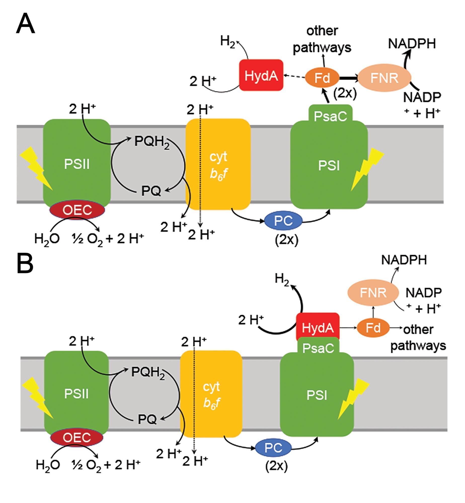 Photosynthesis rewired to generate hydrogen | Research | Chemistry World