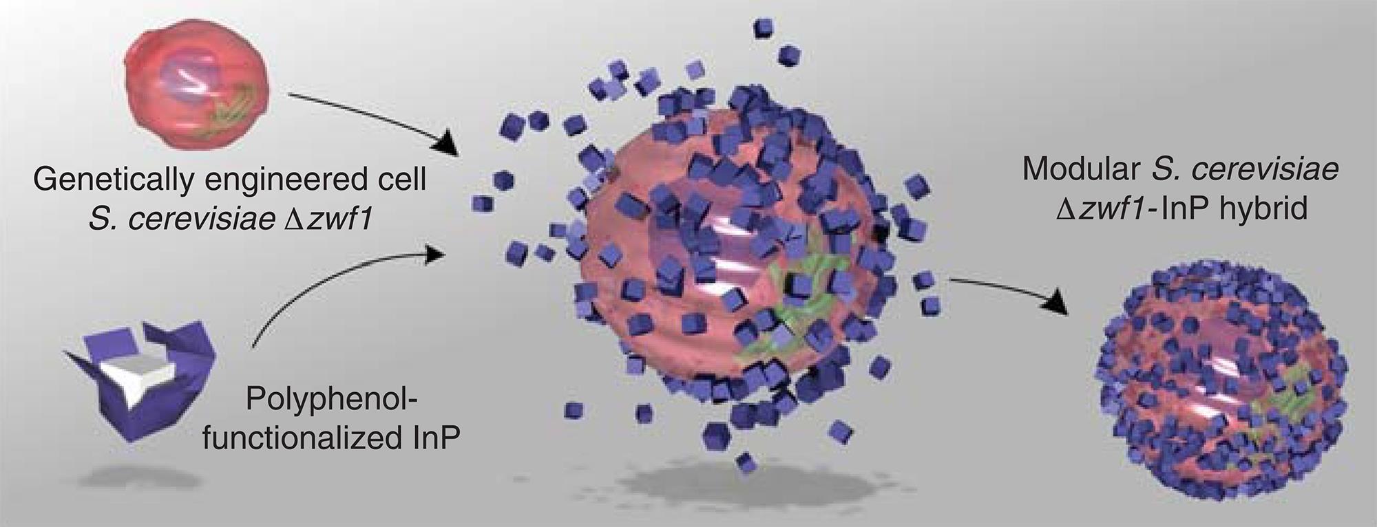 drug-precursor-made-by-solar-powered-cyborg-yeast-research