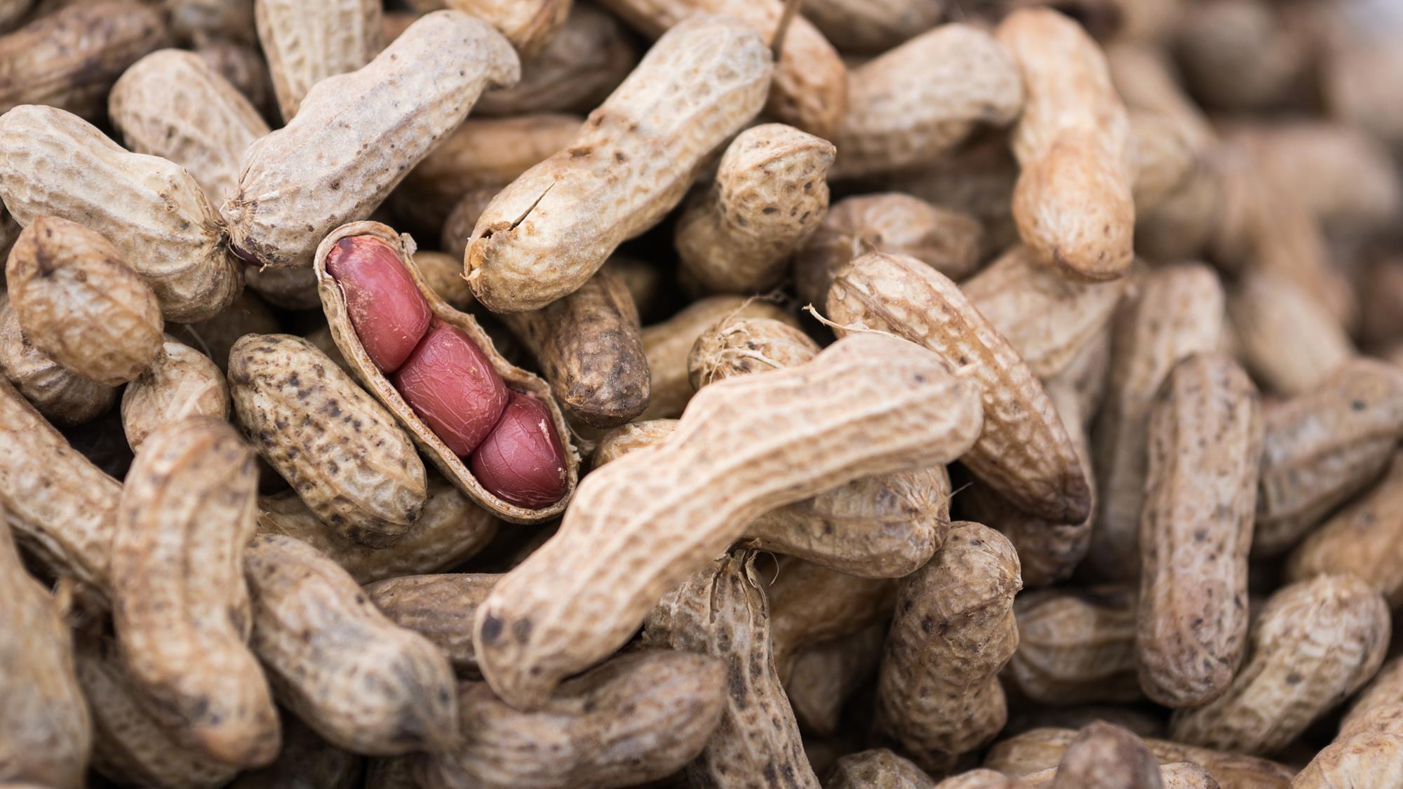 Aflatoxins Podcast Chemistry World