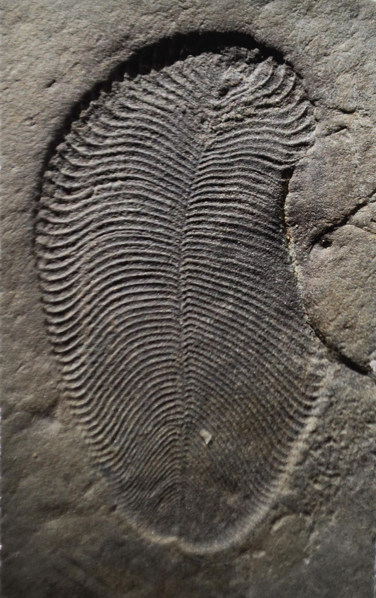 Biomarker Evidence That Dickinsonia Were First Animals Research