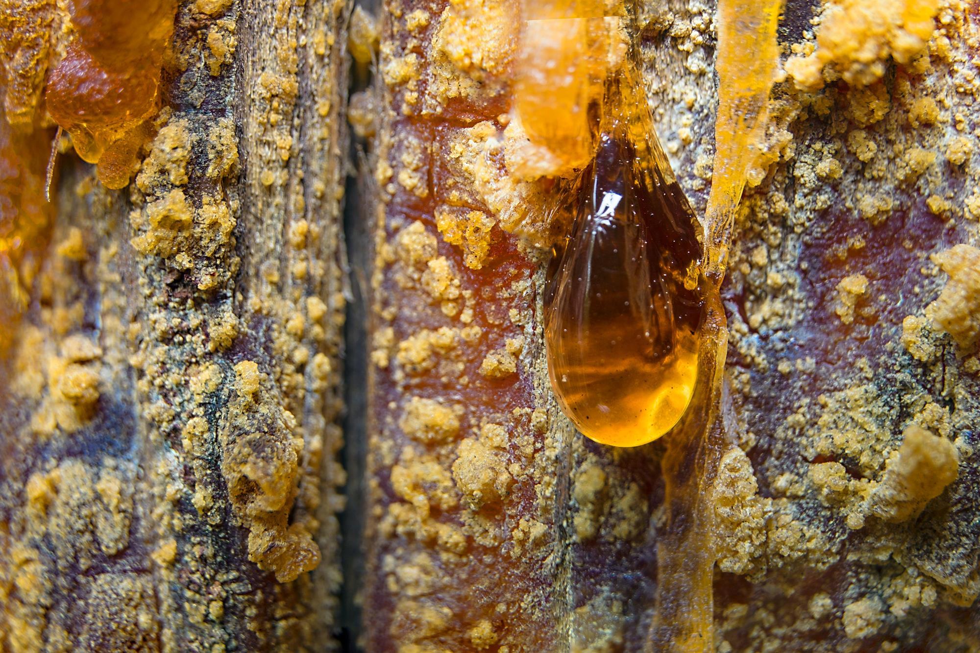 Amber | Podcast | Chemistry World