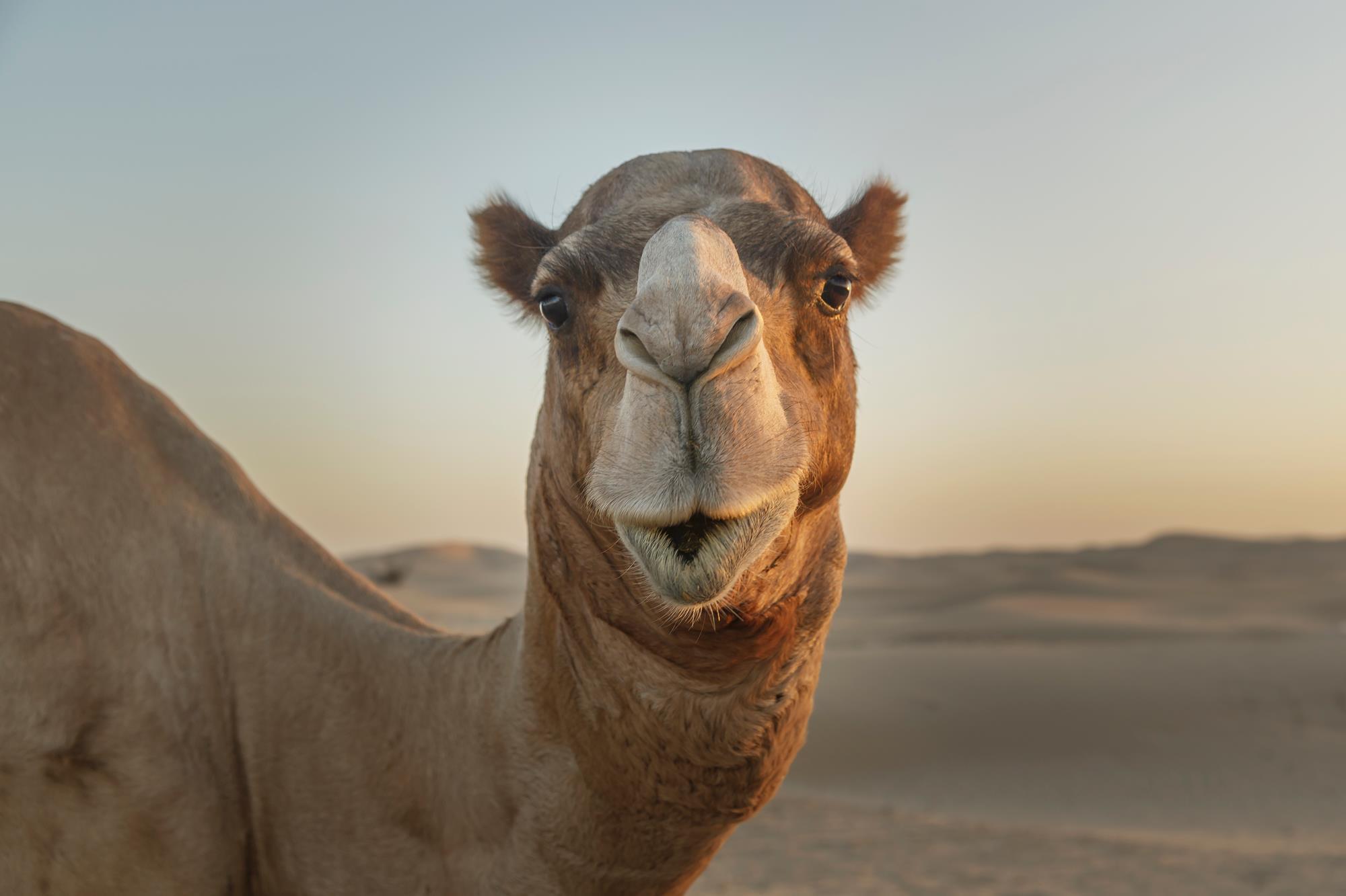 camel